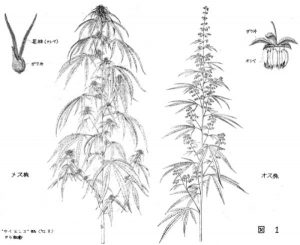 ヘンプの雄株と雌株